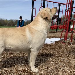 Hoyt - Labrador Retriever