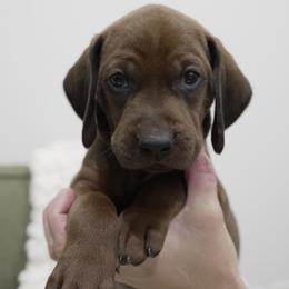 Light Blue - Red male Redbone Coonhound puppy in Shreveport, Louisiana from BAFERD Kennels