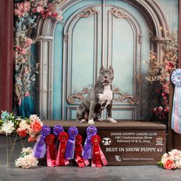 American Bully Puppies from Night Court Bullies