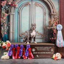 American Bully Puppies from Night Court Bullies