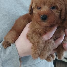 Snickerdoodle Cookie - Red  male Poodle puppy in Sandpoint, Idaho from Teddy Bear Toy Poodles