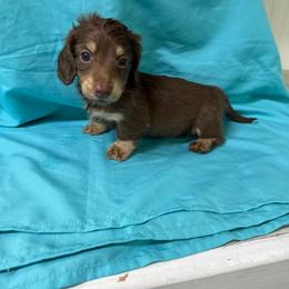 Moose - Chocolate and cream male Dachshund puppy in Longview, Texas from Gee Dogs- Dachshunds and Bernedoodles