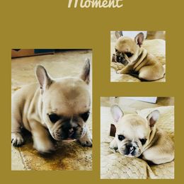 French Bulldog Puppies from Stuudmuffinfrenchies