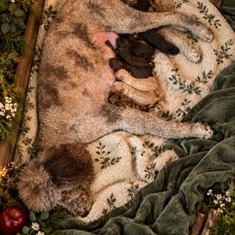 Sneezy - Merle male Goldendoodle puppy in Allegan, Michigan from Cocoa Doodles