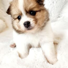 Mallory - Chocolate parti female Pomeranian puppy in Cleveland, Tennessee from Deborah's Darlings