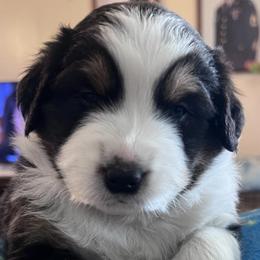 Australian Shepherds from Robyne's Aussies