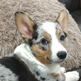 Mog - Pembroke Welsh Corgi