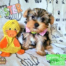 Peter Cottontail - Black and gold male Yorkshire Terrier puppy in Nitro, West Virginia from Kathryn's Yorkies