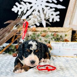 Red girl - Tri-color female Bernedoodle puppy in Waukesha, Wisconsin from Bernedoodle Boutique (and Cavapoos)