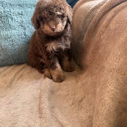 Boy 3 - male Poodle puppy in Kissimmee, Florida from Unique Poodles