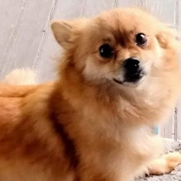 Pomeranians from Destiny's Pomeranians