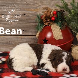 Bean - Brown and white male Bernedoodle puppy in Heyworth, Illinois from Cobble Creek Puppies