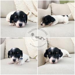 Patch - Piebald male Dachshund puppy in Dighton, Massachusetts from Powerdox Dachshunds