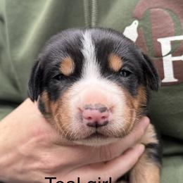 Teal girl - Black, white and red female Greater Swiss Mountain Dog puppy in Woodland, Washington from Woodland Swissie’s