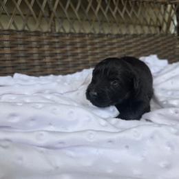 Oakley - Black female Bouvier des Flandres puppy in Buffalo, Missouri from Noble Bouviers