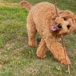 Goldendoodles from Pumpkin Patch Doodles