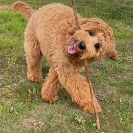 Goldendoodles from Pumpkin Patch Doodles