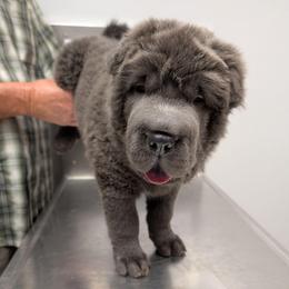 Bluejay - Blue dilute male Chinese Shar-Pei puppy in Autryville, North Carolina from T&D'S Razen Wrinkles Shar-pei