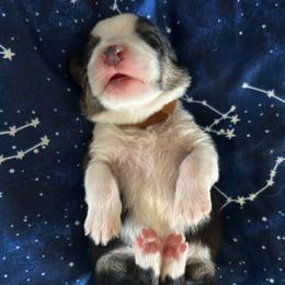 Boy 2 - Black and white male American Corgi puppy in Cocoa, Florida from Cascadian Space Coast Corgis LLC