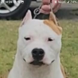Aaliyah - American Staffordshire Terrier