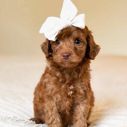 Derby - Red  female Goldendoodle puppy in Sallisaw, Oklahoma from Huddle Puppies