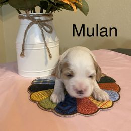 Cockapoo Puppies from Country J Canines