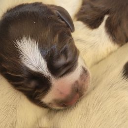 Black - Brown and gray male Wirehaired Pointing Griffon puppy in Maiden, North Carolina from Saint Barbara's Wirehaired Pointing Griffons