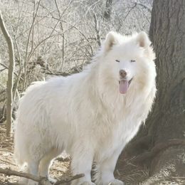 Fiero - Siberian Husky
