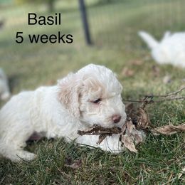 Basil - White male Lagotto Romagnolo puppy in Minster, Ohio from 1880 Lagotto