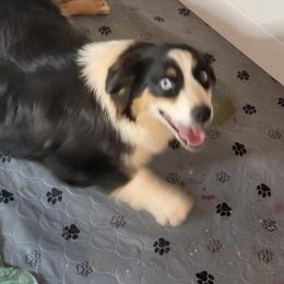 Betsy - Australian Shepherd