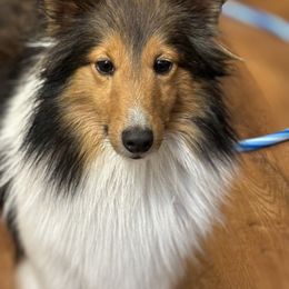 Eevee - Shetland Sheepdog
