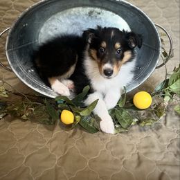 Belle - Black white and tan female Collie puppy in Chilhowie, Virginia from Jolly Collies & Kingdom Elite Yorkshire Terriers