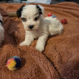 Spot  (Boy 3) - Black tan and white male Biewer Terrier puppy in Las Cruces, New Mexico from De La Rosa Biewers