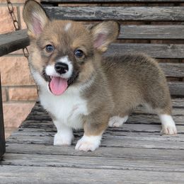 Oak (Green Collar) - Red male Pembroke Welsh Corgi puppy in Tonkawa, Oklahoma from Oaken Ridge Corgis
