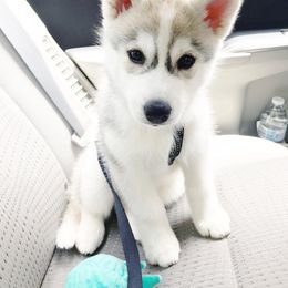 Siberian Husky Puppies from Zobela Siberians