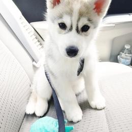 Siberian Husky Puppies from Zobela Siberians
