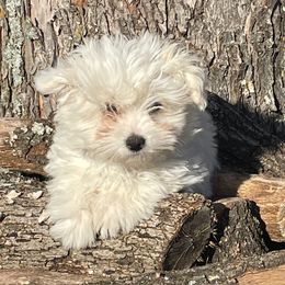 Coton de Tulear Puppies from Legacy Cotons