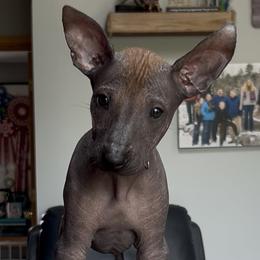Mr Green (Show prospect preference) - Bronze male Xoloitzcuintli puppy in Traverse City Area, Michigan from Kingslee Kennels