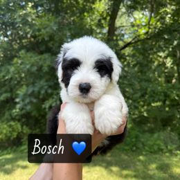 BOSCH - Gray and white male Old English Sheepdog puppy in Syracuse, Indiana from Ridgeruns OES