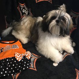 Shih Tzu All Grown Up from Snowhisper Shih Tzu