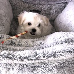 Maltese, Maltipoo, and Poodle Puppies from Healing Pawz LLC