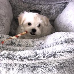 Maltese, Maltipoo, and Poodle Puppies from Healing Pawz LLC