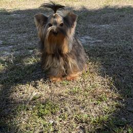 Tiny Mateo 3.15pounds - Black and gold male Yorkshire Terrier puppy in Naples, Florida from Puppies Forever 💙❤️🐶