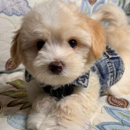 Tony - Cream male Maltipoo puppy in Bakersfield, California from Silvia's Maltipoos