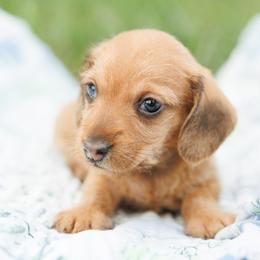 Jolie-Read Full Description - Red female Dachshund puppy in Auxvasse, Missouri from Above Par Kennels