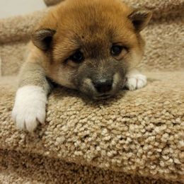 Boy 2 - Sesame Shiba Inu puppy in Iowa from Jordan's Shiba Inu