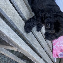 Cocker Spaniel Puppies from Quail Ridge Farm