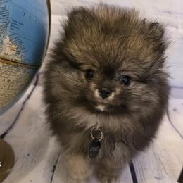 Coal - Wolf sable male Pomeranian puppy in Sanford, Florida from Serena's Poms