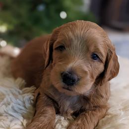 Goldendoodles from Park City Goldendoodles