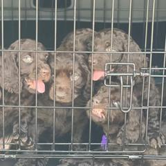 Boykin Spaniels from Camelot Creek Kennels